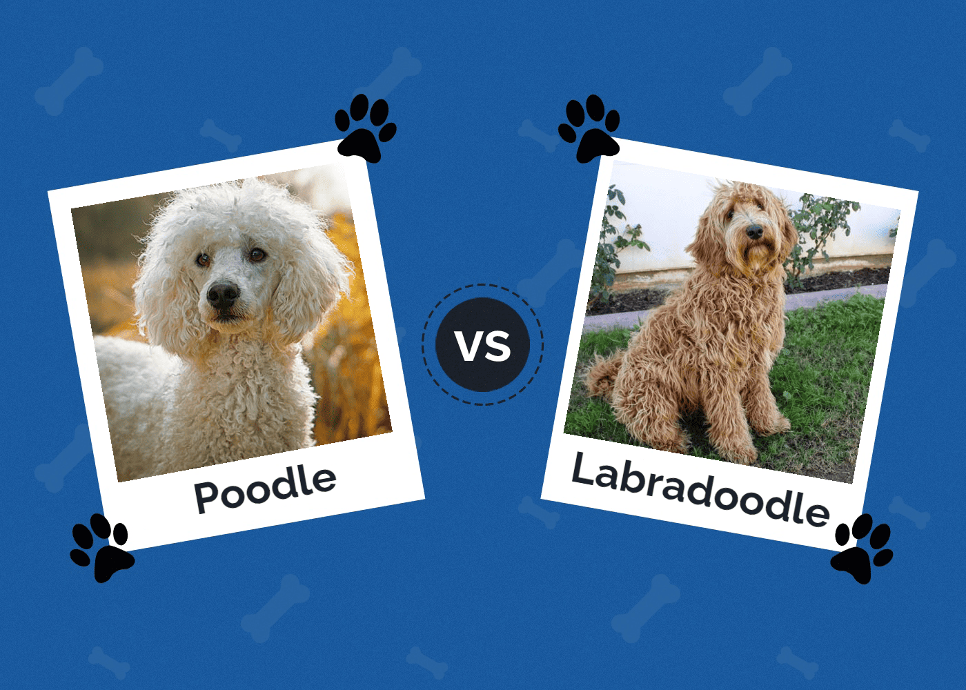 Poodle vs Labradoodle: The Differences (With Pictures)