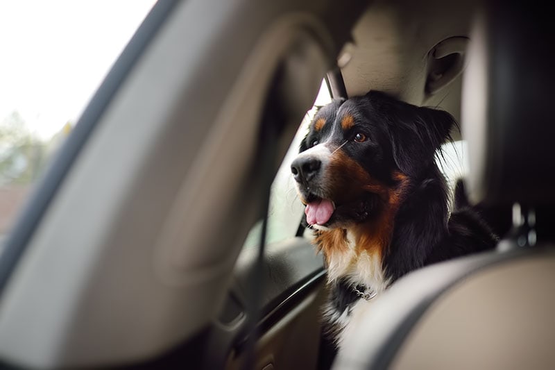 How to Dog-Proof Your Car: 7 Vet-Reviewed Pet Safety Tips