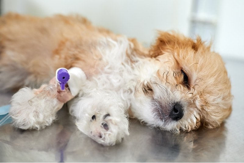 Fading Puppy Syndrome: Causes & Signs (Vet Answer)