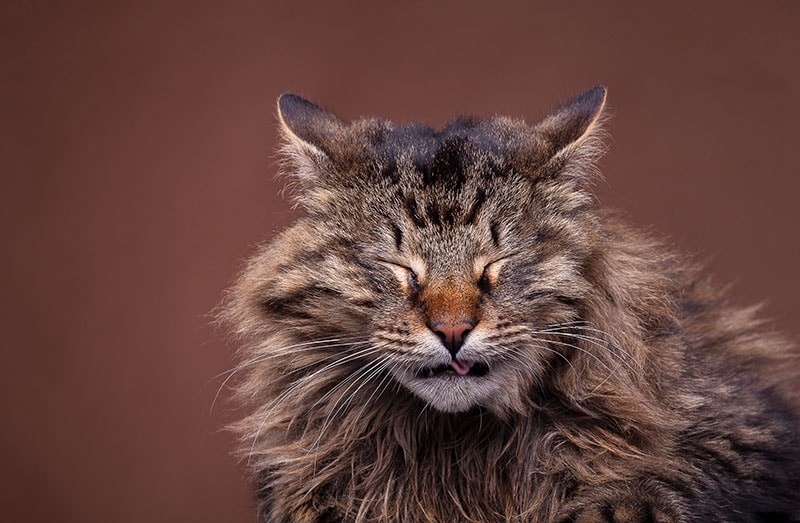 Why Does My Cat Sneeze on Me? 7 Common Reasons