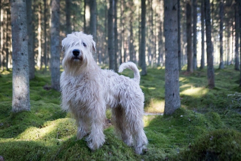 How Much Do Wheaten Terriers Shed? Facts, Grooming Tips & FAQ