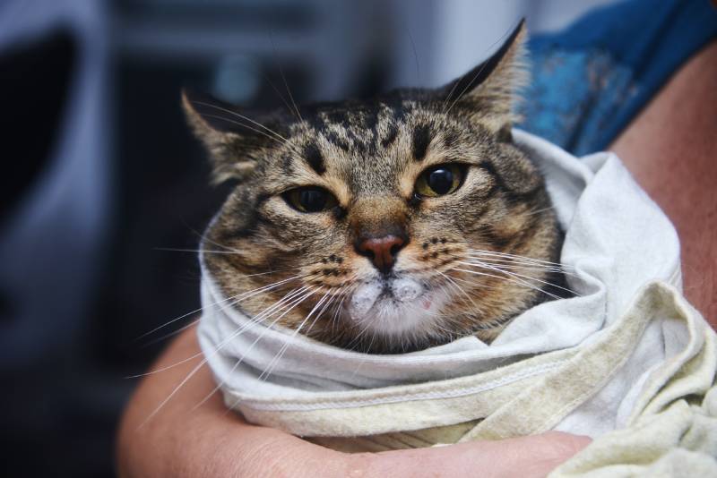Why Is Your Cat Foaming at the Mouth: 7 Vet-Reviewed Reasons