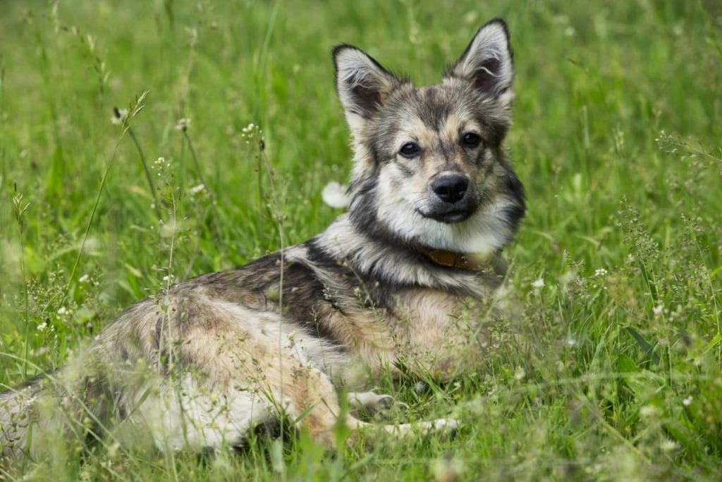 How Long Do Swedish Vallhunds Live? Vet Reviewed Lifespan, Data & Care