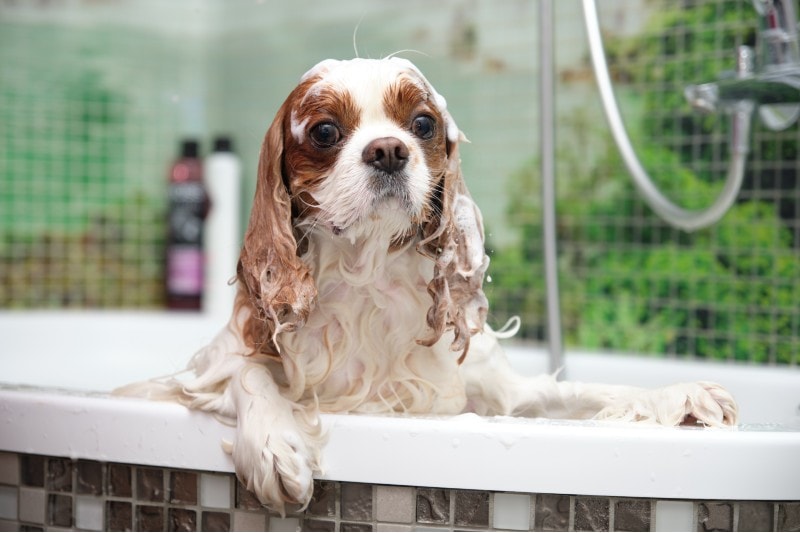 How Often Should You Bathe a Cavalier King Charles Spaniel? 4 Vet-Approved Tips