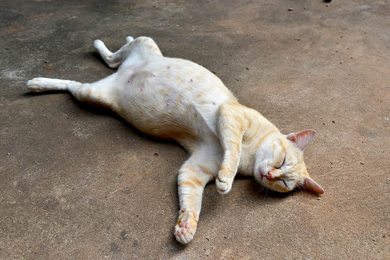 16 Common Causes of Sudden Death in Cats: Vet-Verified Facts & Advice