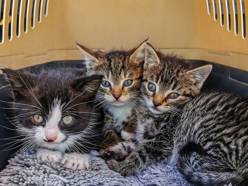 What Is a Kitten Mill & How Do I Identify One? Vet-Verified Explanation
