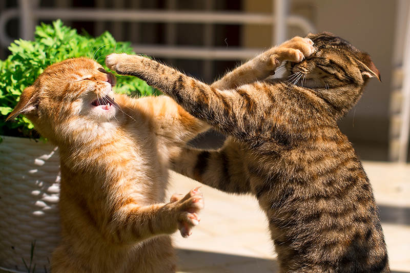 Do Cats Fight to the Death? Vet-Verified Facts & Prevention Tips