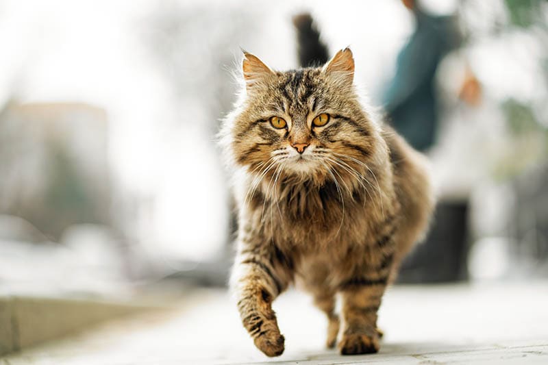 Do Outdoor Cats Live Longer Than Indoor Ones? Vet-Approved Factors & Facts