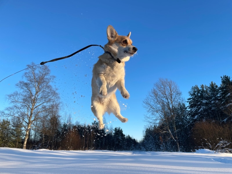Can Corgis Jump? Vet Approved Facts, Jumping Tips & Risks