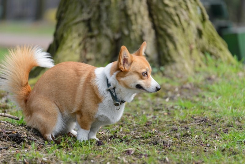 How to Potty Train a Corgi: 8 Vet-Approved Tips & Tricks