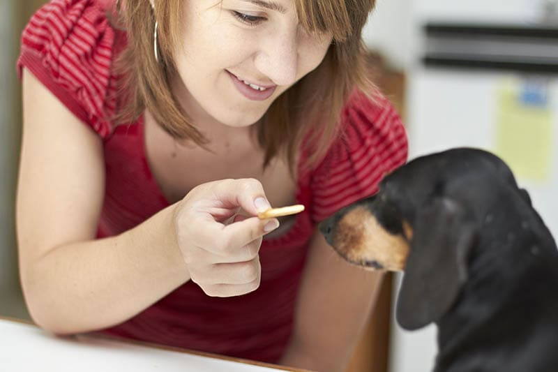 Young lady giving her Black Dachshund dog a treat