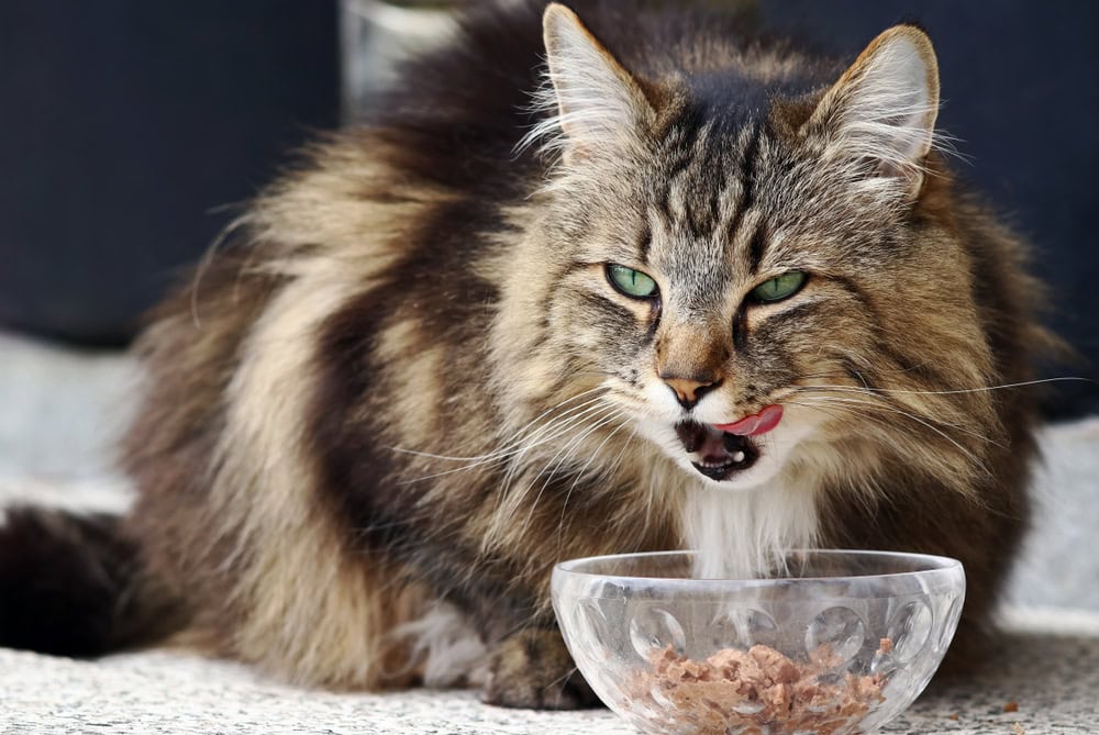 What is the Role of Fiber in a Cat's Diet? Our Vet Explains