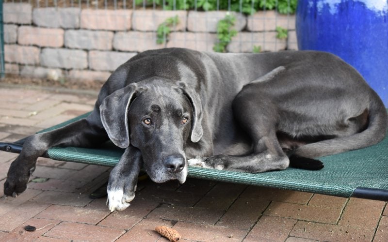 Why Do Dogs Sigh? Our Vet Explains