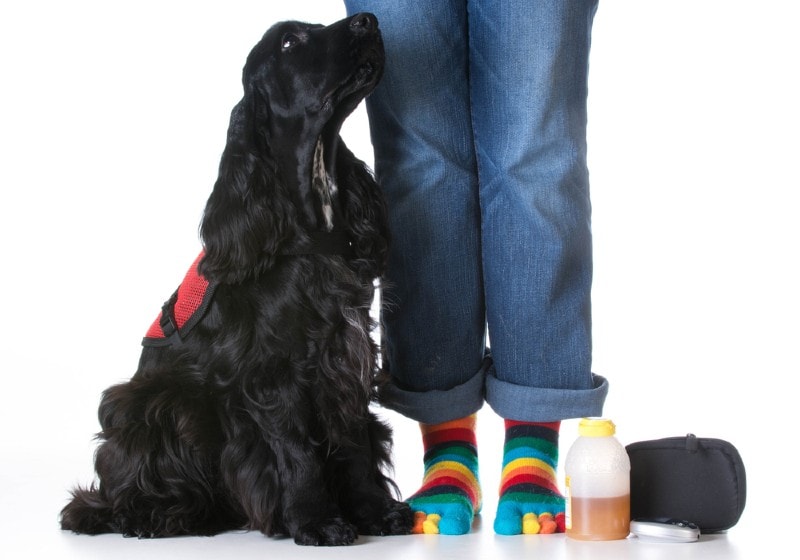 Diabetic Detection Dogs: Training & Effectiveness (Vet Reviewed)
