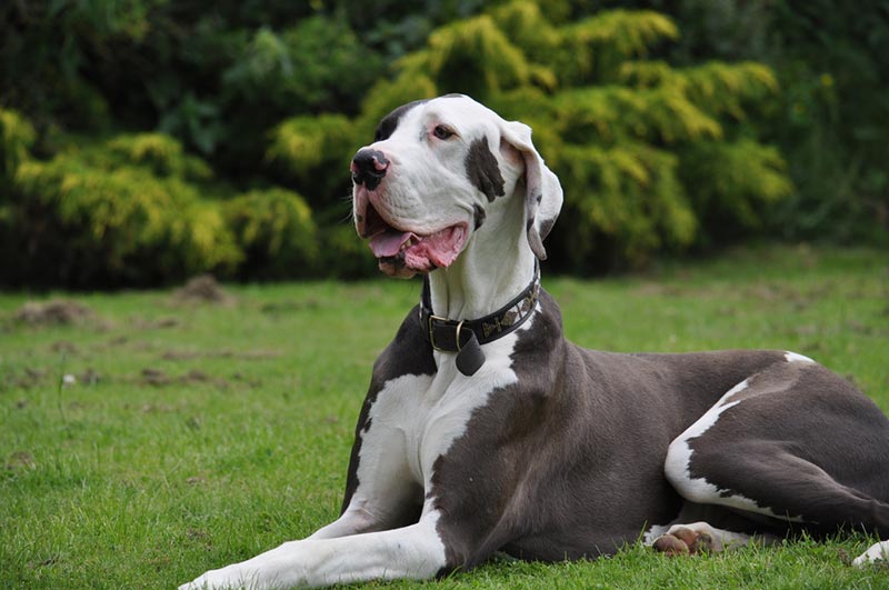 How to Prevent Bloat in Great Danes: 7 Vet-Reviewed Tips and Recommendations