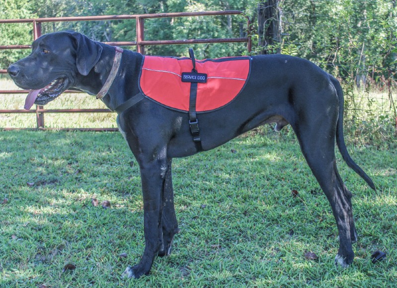 Can Great Danes Be Service Dogs? Vet-Verified Facts & Info