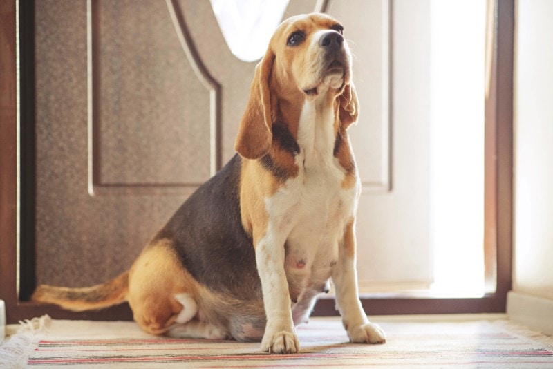 Green Discharge From a Pregnant Dog: Signs, Causes & Care (Vet Answer)