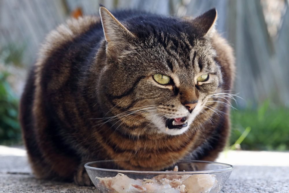 10 Best Cat Foods For Kidney Disease in the UK – 2026 Reviews & Top Picks