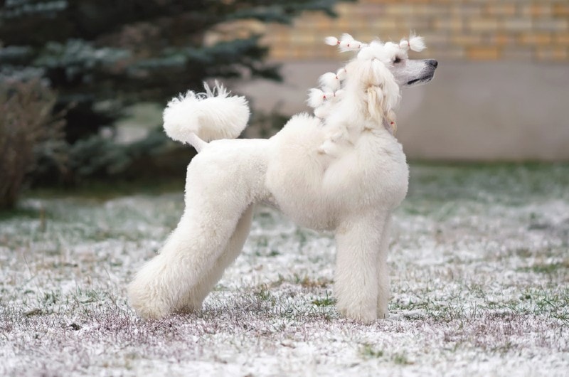 White Poodle: Facts, Origin & History (With Pictures)