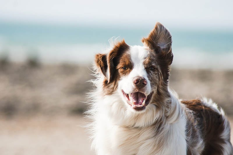 14 Amazing Dog-Friendly Beaches in Georgia 2026: Off-Leash & On-Leash Places to Go