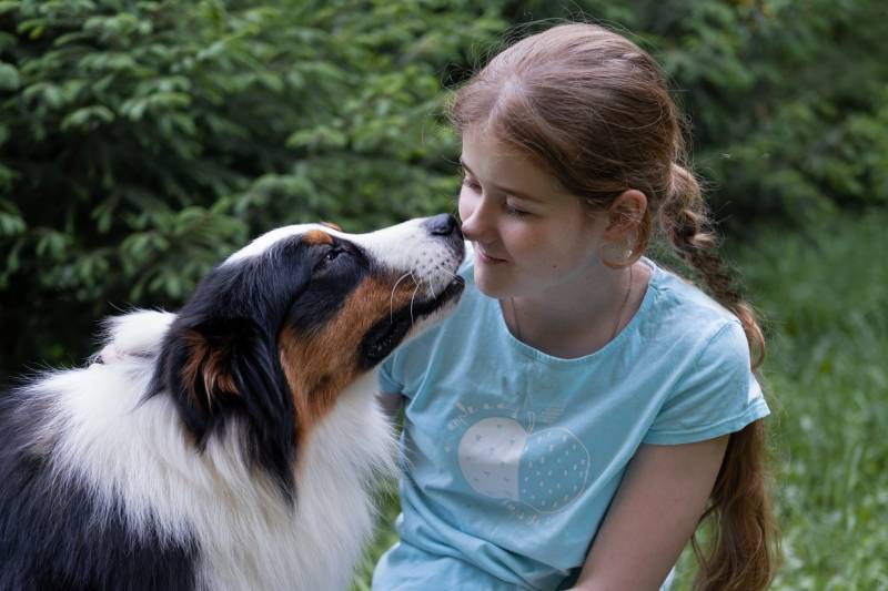 australian shepherd dog getting closer to its owner