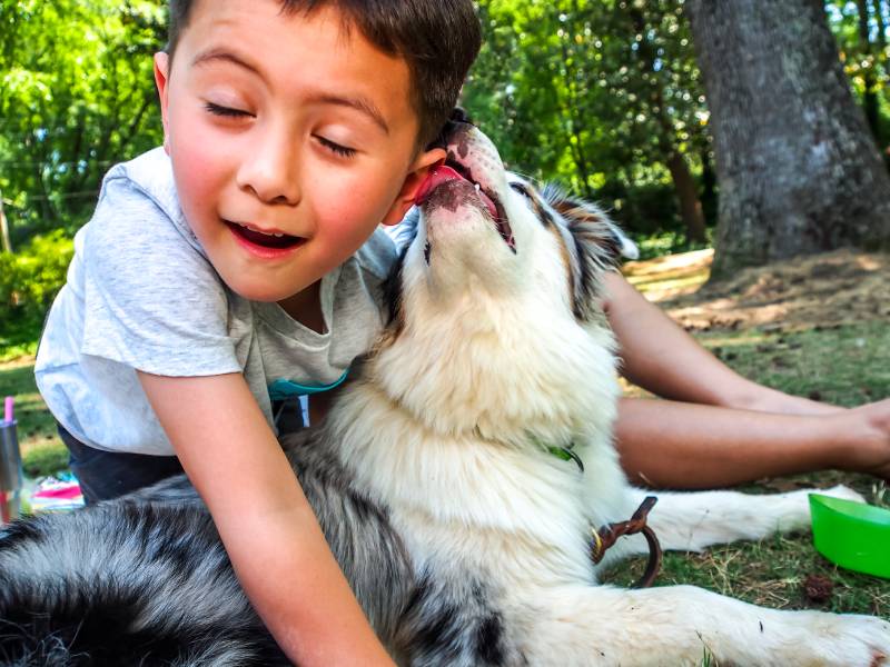 Stinky Dog Face: Vet Reviewed Signs, Causes & How to Help