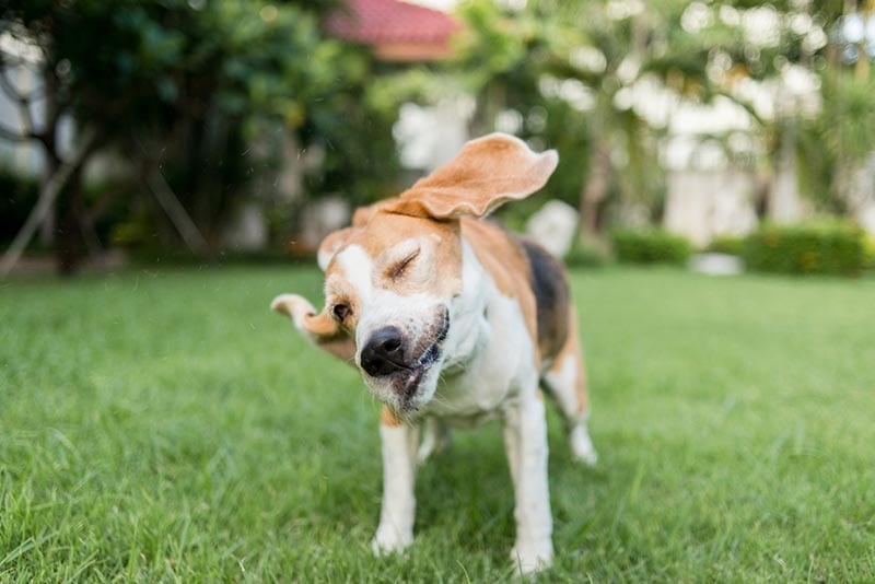 Why Does My Beagle Shake and Shiver? 9 Vet-Reviewed Reasons