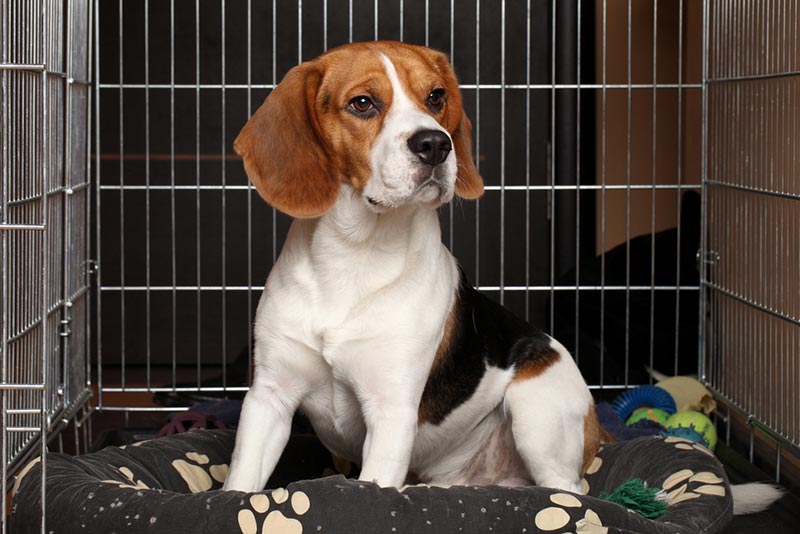 Crate Training a Puppy While At Work: Step-By-Step Guide