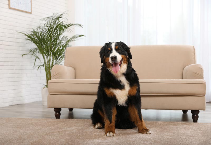 12 Adorable Bernese Mountain Dog Gifts (2026 Idea Guide)