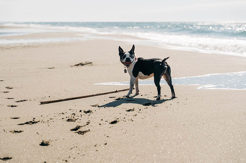 Why Does My French Bulldog Have a Long Tail? 2 Common Reasons