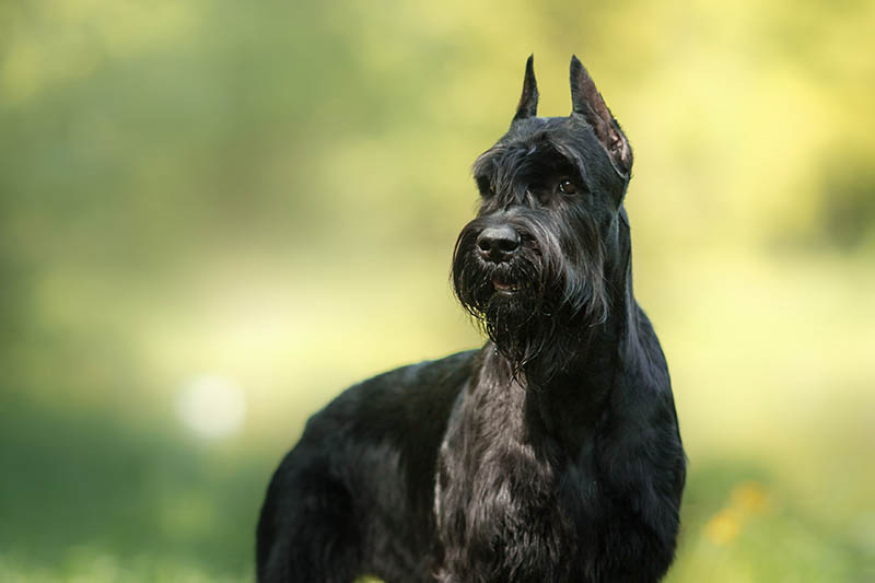 Hypoallergenic Herding Dogs: 6 Vet-Approved Breeds (With Info & Pictures)