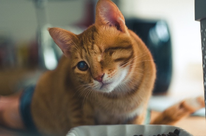 Sudden Blindness In Cats: 5 Vet-Verified Causes