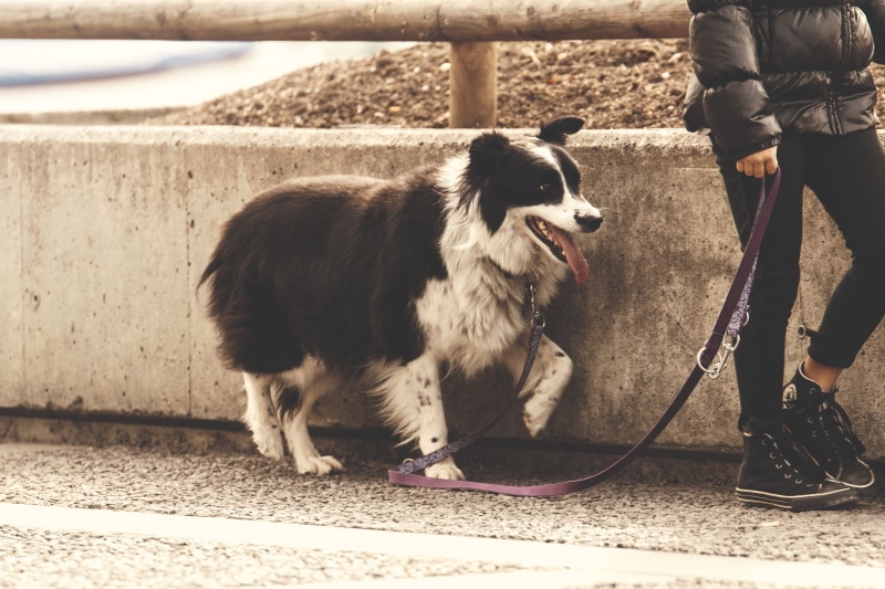 Are Border Collies Good for First-Time Owners?