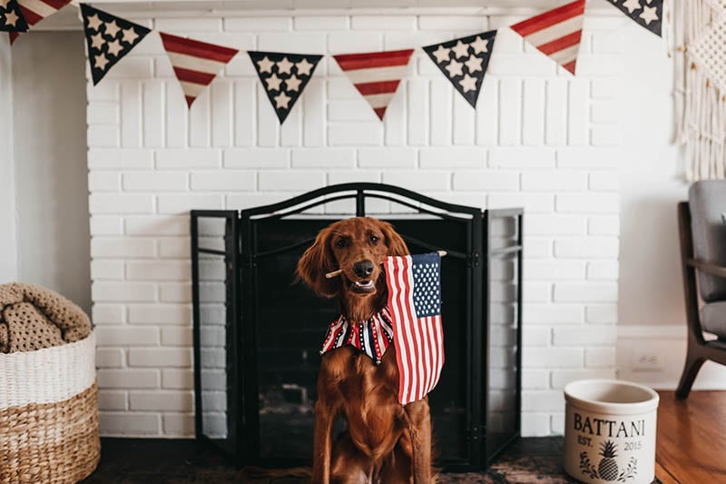How to Calm Dogs on the 4th of July: 10 Useful Ideas