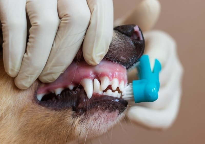 What Is the Cost of Dog Teeth Cleaning in Australia? 2026 Price Update