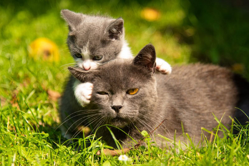 How Do I Stop My Older Cat From Playing Rough With My Kitten? 7 Vet-Reviewed Tips