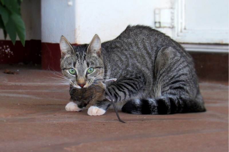 My Cat Killed a Rat: 5 Vet Approved Tips on What to Do Next