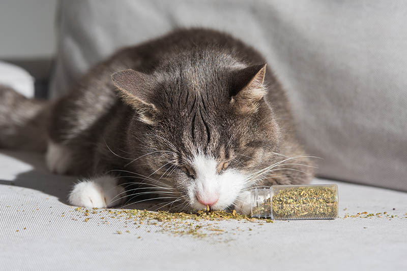 Will Catnip Help Cats That Are in Pain? What You Need to Know!