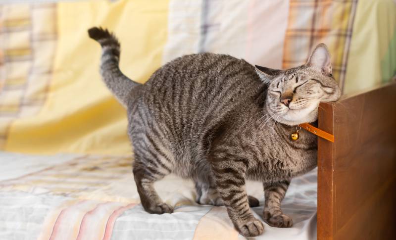 How Do Female Cats Act After Mating? Vet Approved Advice