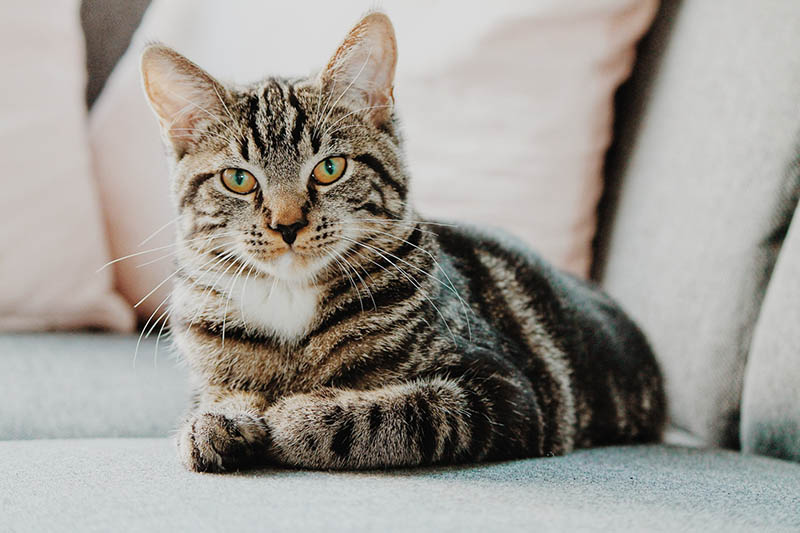 Why Does My Cat Want to Be Alone All of a Sudden? 8 Vet-Reviewed Reasons