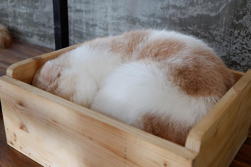Can You Crate a Cat During the Day? Vet-Approved Facts