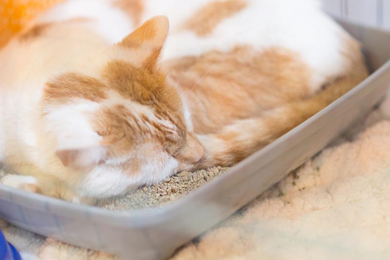 Why Is My Cat Sleeping in the Litter Box? 7 Vet-Approved Reasons & What to Do About It