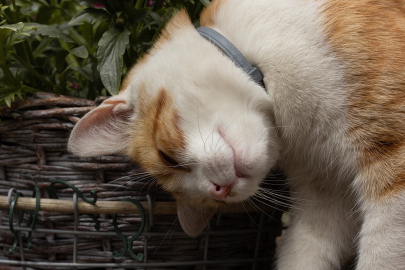 cat wearing a flea collar