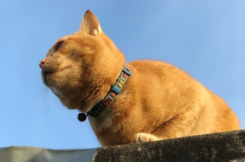 How to Get Your Cat Used to a Collar: 5 Vet-Approved Steps