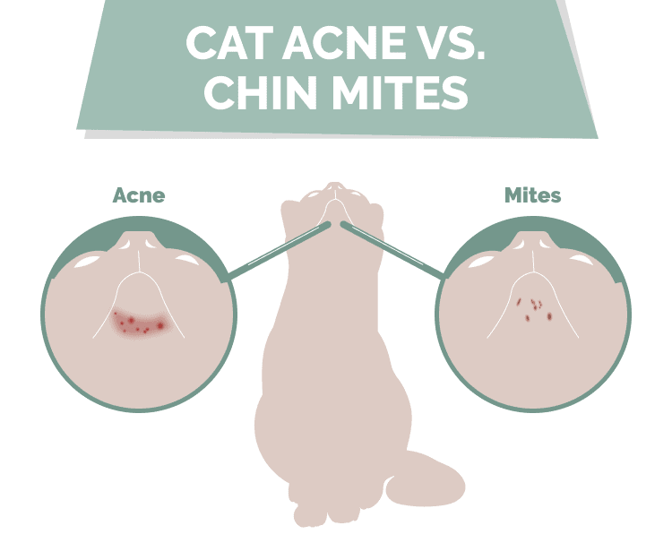Cat Acne vs. Chin Mites: How to Tell the Difference (With Pictures)