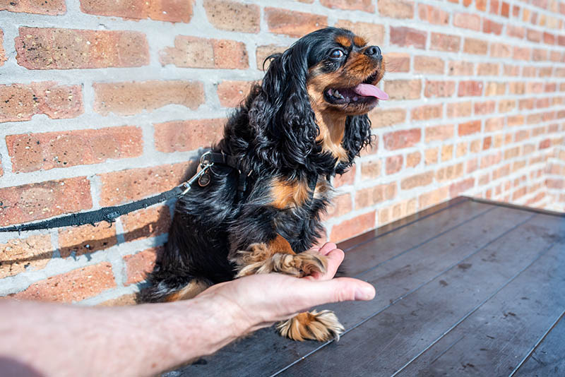 Are Cavalier King Charles Spaniels Smart? The Interesting Answer!