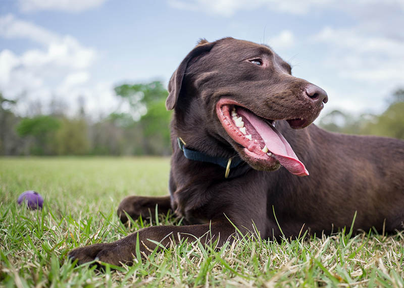close up chocolate brown dog at the park