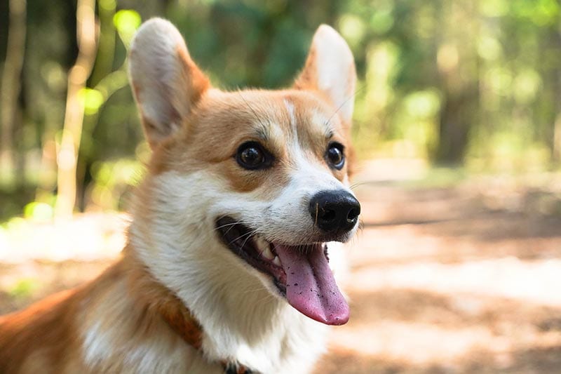When Do Corgi Ears Stand Up? Vet-Reviewed Breed Characteristics & Facts