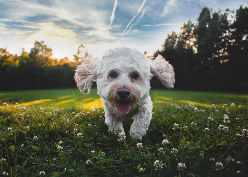 Does My Cockapoo Get Separation Anxiety? Understanding the Signs to Look For