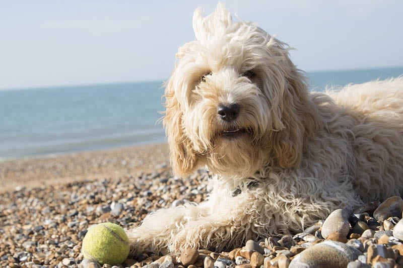 Can Cockapoos Swim? Breed Preferences & Facts
